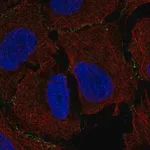 Merck Anti-MAGI3 antibody produced in rabbit