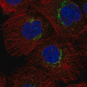 Merck Anti-RER1 antibody produced in rabbit