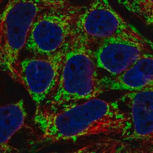 Merck Anti-AKAP1 antibody produced in rabbit