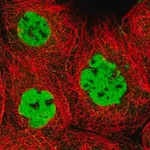 Merck Anti-XRCC4 antibody produced in rabbit