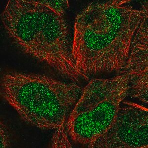 Merck Anti-PCDHGC5 antibody produced in rabbit