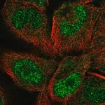 Merck Anti-PCDHGC5 antibody produced in rabbit