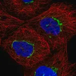 Merck Anti-TMEM25 antibody produced in rabbit
