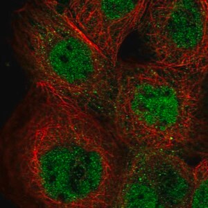 Merck Anti-IKZF5 antibody produced in rabbit