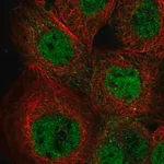 Merck Anti-IKZF5 antibody produced in rabbit