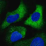 Merck Anti-CHST10 antibody produced in rabbit