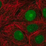 Merck Anti-CERCAM antibody produced in rabbit
