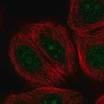 Merck Anti-NOM1 antibody produced in rabbit