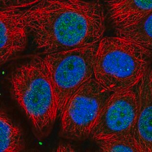 Merck Anti-UBFD1 antibody produced in rabbit