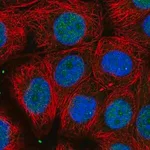 Merck Anti-UBFD1 antibody produced in rabbit