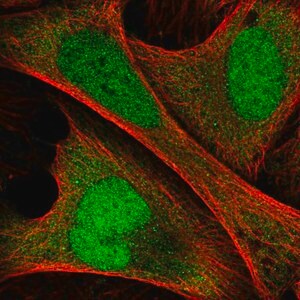 Merck Anti-ANKRD36C antibody produced in rabbit