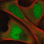 Merck Anti-ANKRD36C antibody produced in rabbit