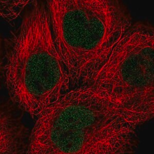 Merck Anti-SOX13 antibody produced in rabbit