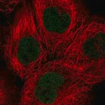 Merck Anti-SOX13 antibody produced in rabbit