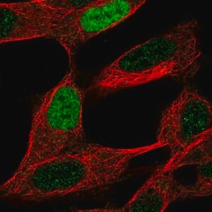 Merck Anti-INSM2 antibody produced in rabbit