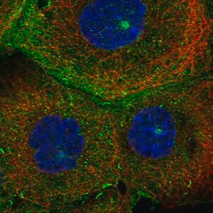 Merck Anti-MICALL1 antibody produced in rabbit