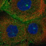 Merck Anti-MICALL1 antibody produced in rabbit