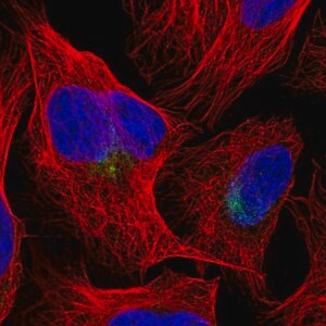 Merck Anti-CUL9 antibody produced in rabbit