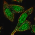 Merck Anti-BEX4 antibody produced in rabbit