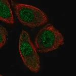 Merck Anti-PHACTR3 antibody produced in rabbit