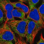 Merck Anti-RPL19 antibody produced in rabbit