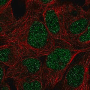 Merck Anti-PRR14 antibody produced in rabbit