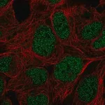 Merck Anti-PRR14 antibody produced in rabbit