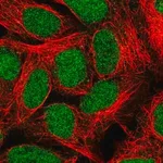 Merck Anti-ALKBH2 antibody produced in rabbit