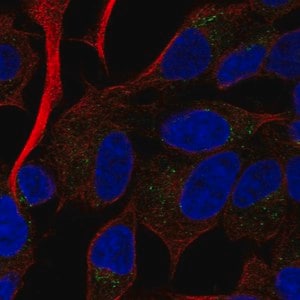 Merck Anti-RAMP2 antibody produced in rabbit