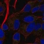 Merck Anti-RAMP2 antibody produced in rabbit