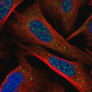 Merck Anti-CHIC1 antibody produced in rabbit