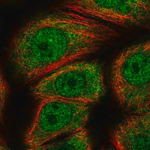 Merck Anti-GEMIN7 antibody produced in rabbit