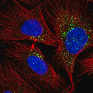 Merck Anti-RAB20 antibody produced in rabbit