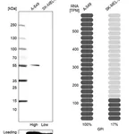 Merck Anti-GPI antibody produced in rabbit