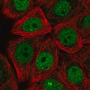 Merck Anti-TRMO antibody produced in rabbit