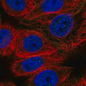 Merck Anti-CABLES2 antibody produced in rabbit
