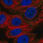 Merck Anti-CABLES2 antibody produced in rabbit