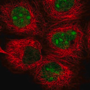 Merck Anti-TYW1 antibody produced in rabbit