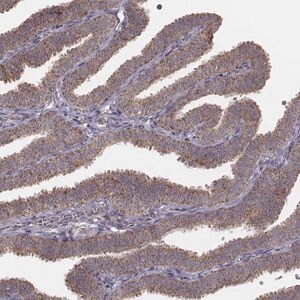 Merck Anti-PDCD2L antibody produced in rabbit