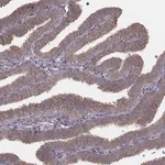 Merck Anti-PDCD2L antibody produced in rabbit