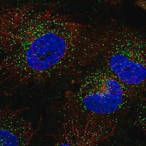 Merck Anti-TFG antibody produced in rabbit
