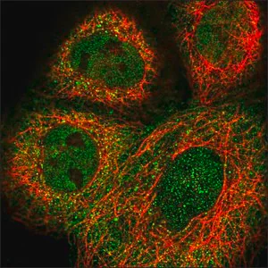 Merck Anti-RCC1L antibody produced in rabbit
