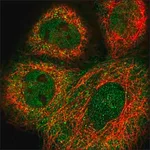 Merck Anti-RCC1L antibody produced in rabbit