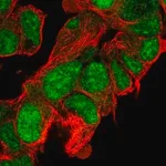 Merck Anti-CLASRP antibody produced in rabbit