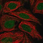 Merck Anti-C5orf24 antibody produced in rabbit