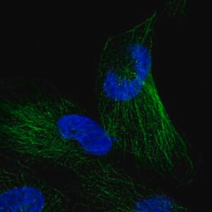 Merck Anti-NKIRAS1 antibody produced in rabbit