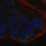 Merck Anti-WNT10B antibody produced in rabbit