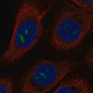 Merck Anti-MPPED2 antibody produced in rabbit