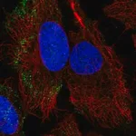 Merck Anti-PARVB antibody produced in rabbit