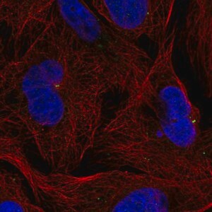 Merck Anti-ZNF616 antibody produced in rabbit